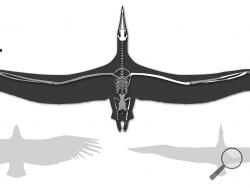 This undated image provided by the Bruce Museum shows a comparative wingspan line drawing of the world's largest-ever flying bird, Pelagornis sandersi, as identified by Daniel Ksepka, Curator of Science at the Bruce Museum in Greenwich, Conn. At bottom left is a California condor, and at bottom right is a Royal albatross. The giant bird's skeleton was discovered in 1983 near Charleston, but its first formal description was released Monday, July 7, 2014 by the Proceedings of the National Academy of Sciences.