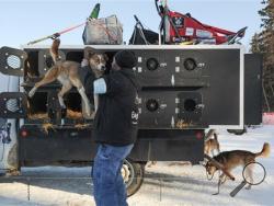 Iditarod Trail Sled Dog Race dog handler Mark Hibma unloads an Ally Zirkle team dog prior to the start of the race Sunday, March 6, 2016 in Willow, Alaska. (AP Photo/Michael Dinneen)
