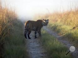 This undated file photo released by Corbett Tiger Reserve, shows a tiger at the reserve in the northern Indian state of Uttarakhand. Forest officials said another tiger who strayed from the park killed its 10th human victim in six weeks Sunday, Feb. 9, 2014. Deputy Director Saket Badola of the national park said the female tiger was outside its normal territory and prowling near villages on the border between Indian states of Uttarakhand and Uttar Pradesh. (AP Photo/Corbett Tiger Reserve, File)