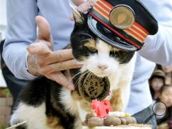 In this April 29, 2015 photo, Tama, a cat stationmaster, Japan’s feline star of a struggling local railway, receives a birthday cake on her 16th birthday in Kinokawa, Wakayama Prefecture, western Japan. (Kyodo News via AP)