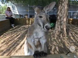Christie Carr, left, watches Irwin the kangaroo at their new home at the Garold Wayne Interactive Zoological Park in Wynnewood, Okla. on Wednesday, Aug. 28, 2013. The two moved to the exotic animal park in March 2013 after battling the Broken Arrow, Okla. city council over her right to keep him. Carr says the move has been good for both herself and the kangaroo. She says Irwin is able to interact with more people and the other animals help with her depression. (AP Photo/Sue Ogrocki)