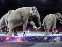Asian elephants perform for the final time in the Ringling Bros. and Barnum & Bailey Circus Sunday, May 1, 2016, in Providence, R.I. (AP Photo/Bill Sikes)