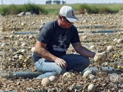 In this Sept. 28, 2011, file photo, co-owner Eric Jensen examines cantaloupe on the Jensen Farms near Holly, Colo. Jensen and Ryan Jensen, 33, brothers who owned and operated Jensen Farms, presented themselves to U.S. Marshals in Denver, Thursday, Sept. 26, 2013, and were taken into custody on federal charges of introducing adulterated food into interstate commerce. As many as 33 people died and more than 140 were hospitalized from Listeria found on Jensen Farms Cantaloupe. (AP Photo/Ed Andrieski, File)