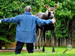 A wildlife officer spooks a bull moose as state wildlife officials work to capture the 1,000 pound animal Monday morning, Sept. 23, 2013, in Broomfield, Colo. The moose, which had been wandering the streets of Broomfield for weeks before it became a problem for residents, was tranquilized and will be taken back to the Continental Divide, where it can find food and water. (AP Photo/Broomfield Enterprise, Jessica Cuneo)