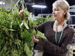 Meg Sanders inspects drying marijuana at her grow house in Denver. The agriculture tax questions facing the marijuana industry are the latest wrinkle for the states flouting federal drug law and trying to establish commercial recreational pot industries. The states have settled how to tax marijuana once it's dried and ready to smoke. But they're still debating how to tax it while it's growing. (AP Photo /Ed Andrieski)