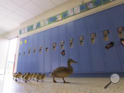 In a Thursday, April 28, 2016 photo, Vanessa the duck leads her offspring through the halls of the Village Elementary school in Hartland, Mich. to the outdoors. (Gillis Benedict/Livingston County Daily Press & Argus via AP)