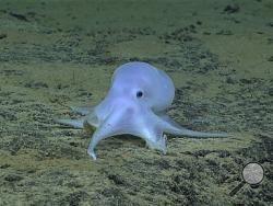 This image provided by courtesy of NOAA Office of Ocean Exploration and Research, Hohonu Moana 2016, shows a possible new species of octopus. Scientists say they have discovered what might be a new species of octopus while searching the Pacific Ocean floor near the Hawaiian Islands. (NOAA Office of Ocean Exploration and Research, Hohonu Moana 2016 via AP) 