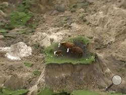 In this image made from video, three cows are stranded on an island of grass in a paddock that had been ripped apart following an earthquake near Kaikoura, New Zealand Monday, Nov. 14, 2016. A powerful earthquake that rocked New Zealand on Monday triggered landslides and a small tsunami, cracked apart roads and homes, but largely spared the country the devastation it saw five years ago when a deadly earthquake struck the same region. (Newshub via AP)