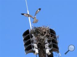 An osprey takes off from its nest inside a fire siren in Spring Lake N.J. on Tuesday May 6, 2014. The Jersey shore town has been forced to turn the siren off until fall to avoid disturbing the bird and any chicks it may have. First responders are notified of emergencies using pagers or cell phones. (AP Photo/Wayne Parry)