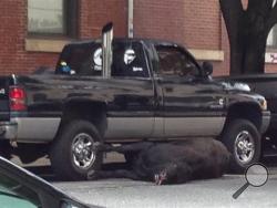 A cow shot by Baltimore police lies on a city street Friday, June 13, 2014. Police say the animal escaped from a city slaughterhouse and was shot after concerned business owners contacted police. (AP Photo/Juliet Linderman)