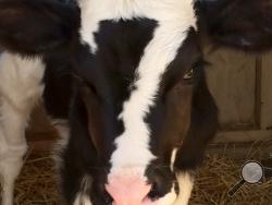 This photo taken on Wednesday, Sept. 24, 2014 and provided by Vale Wood Farms, shows a calf born on Saturday, Sept 20, on their farm in Loretto, Pa., with a marking of a number 7 on its head. 
