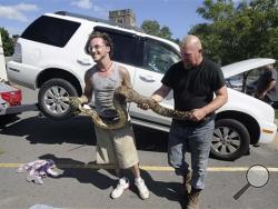 Herpatologist Cameron English, left, and passerby Nathan Fortson hold a large boa constrictor after rescuing the reptile from underneath a vehicle at a medical clinic in Kingston, Pa., Thursday July 14, 2016. (Mark Moran/The Citizens' Voice via AP)
