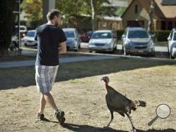 In this Wednesday, Oct. 26, 2016 photo, University of California, Davis grad student Will Hemstrom encounters a wild turkey who follows him closely near 3rd and C streets in Davis, Calif. The Davis City Council voted this week to approve a wild turkey management plan that includes trapping and relocating many of the birds and possibly killing some of the more aggressive ones. They also called for an ordinance prohibiting people from feeding the turkeys. (Randy Pench/Sacramento Bee via AP)