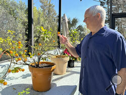 Health sales care executive Mike Waldron looks at a cumquat tree in the sunroom at his home in St. Augustine, Fla., which has become a top remote work hub in the U.S. during the 2020s, on Thursday, March 13, 2025. (AP Photo/Mike Schneider.)