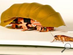 This photo provided by PolyPEDAL Lab UC Berkeley, shows the compressible robot, CRAM with a real cockroach. When buildings collapse in future disasters, the hero helping rescue trapped people may be a cheap robotic roach. (PolyPEDAL Lab UC Berkeley/Tom Libby, Kaushik Jayaram and Pauline Jennings via AP)