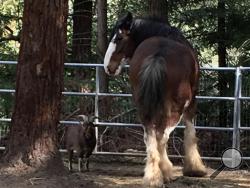 This undated photo provided by Tamara Schmitz shows Clydesdale horse Budweiser with his friend, a Nigerian dwarf billy goat named Lancelot, near Santa Cruz, Calif. Budweiser was safely back in his pen Sunday, Aug. 28, 2016, in the Santa Cruz Mountains on California's Central Coast after five days on the lam. (Tamara Schultz via AP)