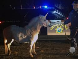 In this Wednesday, Feb. 24, 2016 photo provided by the California Highway Patrol, CHP officer Mark Cosentino holds the reins of a horse with a fake unicorn horn in rural Madera Ranchos in Madera, Calif., after the horse got away from its handler. (Officer Justin Perry/CHP Madera via AP)