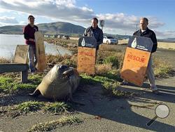 In this photo provided by the California Highway Patrol, wildlife experts from the Marine Mammal Center in Sausalito attempt to corral an elephant seal that repeatedly tried to cross a highway, slowing traffic in Sonoma, Calif., Monday, Dec. 28, 2015. (California Highway Patrol via AP)