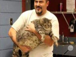 This undated photo released by the Maricopa County Animal Care & Control shelter, shows shelter personnel holding "Meatball", a 36-pound cat in Phoenix.