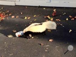 This photo taken Sunday, Sept. 14, 2014, in Oxford, Ohio, by police officer Matt Hatfield and provided by the Oxford police department, shows a skunk with it's head stuck in a beer can near a fraternity house at Miami (Ohio) University. An animal control officer was able to free and release the skunk without being sprayed. (AP Photo/Oxford Police Department, Matt Hatfield)