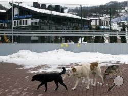 Stray dogs sit outside the Rosa Khutor Extreme Park course, a venue for the snowboarding and freestyle competitions of the 2014 Winter Olympics, in Sochi, Russia, Monday, Feb. 3, 2014. A pest control company which has been killing stray dogs in Sochi for years told The Associated Press on Monday that it has a contract to exterminate more of the animals throughout the Olympics. (AP Photo/Pavel Golovkin)