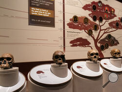 FILE - Casts of skulls are seen inside an exhibit of early human species inside the Smithsonian Hall of Human Origins, Thursday, July 20, 2023, at the Smithsonian Museum of Natural History, in Washington. (AP Photo/Jacquelyn Martin, File)