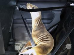 This April 19, 2015 photo provided by the Mendocino County Sheriff shows a stranded Sea Lion pup in the back of a Mendocino County Sheriff's patrol car. (Mendocino County Sheriff via AP)