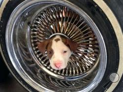 This photo released by the Kern County Fire Department shows a puppy that somehow got his head stuck in the middle of a wheel rim and was brought to a Kern County fire station on Friday, June 20, 2014. Fire Department spokesman Brandon Hill says two firefighters used vegetable oil to ease the dog’s head out of the hole. The little pooch, named Junior, has returned to live with its owner and seven siblings. (AP Photo/James C. Dowell )