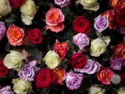 This Thursday, Feb. 26, 2015 file photo shows roses during preparations for the Philadelphia Flower Show at the Pennsylvania Convention Center in Philadelphia. (AP Photo/Matt Rourke)