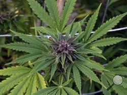  marijuana plant grows at marijuana growing facility, in Denver, Colo., one of teh states have have legalized some form of pot use.