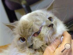 This undated photo shows the two faced cat named Frank and Louie. The world's oldest Janus cat - a feline with two faces - died at the age of 15 on Thursday, Dec. 4, 2014. The Guinness World Record holder passed away at the Cummings School of Veterinary Medicine at Tuft's University in Grafton, Mass. according to owner Martha "Marty" Stevens of Worcester, Mass. (AP Photo/Worcester Telegram & Gazette, Jim Collins)