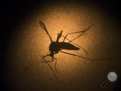 In this Jan. 27, 2016, file photo, an Aedes aegypti mosquito is photographed through a microscope at the Fiocruz institute in Recife, Pernambuco state, Brazil. The mosquito behind the Zika virus seems to operate like a heat-driven missile of disease. Scientists say the hotter it gets, the better the mosquito that carries Zika virus is at transmitting a variety of dangerous illnesses. (AP Photo/Felipe Dana, File)