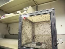  This June 2, 2016 photo shows a container of collected Culex breed of mosquitoes to be tested for various infectious diseases, at the Harris County Mosquito Control lab in Houston. Zika has been sweeping through Latin America and the Caribbean in recent months, and the fear is that it will get worse there and arrive in the U.S. with the onset of mosquito season this summer. (AP Photo/John Mone)