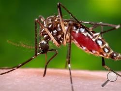 This 2006 photo provided by the Centers for Disease Control and Prevention shows a female Aedes aegypti mosquito in the process of acquiring a blood meal from a human host. 