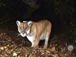 This Nov. 2014 file photo provided by the National Park Service shows the Griffith Park mountain lion known as P-22. Officials believe P-22, the wild mountain lion that prowls Griffith Park in Los Angeles, made a meal of a koala found mauled to death at the LA Zoo. The zoo's director, said this week that workers found the koala's body outside its pen March 3. (National Park Service, via AP, File) 