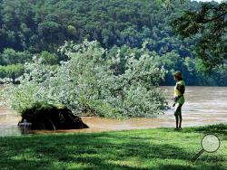 Teresa Spiwak, Bloomsburg stopped along the bank of the Susquehanna River in Bloomsburg Town Park Thursday morning to grab a photograph of a tree that was uprooted by the rising waters over night Thursday. (Press Enterprise/Keith Haupt)