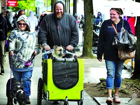 Thanos, a Pocket Bully, keeps a lookout from his dog stroller during Renaissance Jamboree in downtown Bloomsburg on Saturday. Accompanying Thanos and Deebo, walking at left, are, from left, Averi Diaz, Andrew Gibbs and Becky Diaz, all of Bloomsburg. 