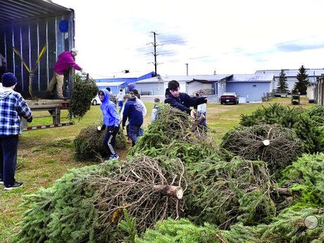 Scouts with BSA Troop 6, Berwick, and Berwick High School football players unload trees, on Sunday, at Jingle Hall in Berwick in preparation for this year’s Christmas Boulevard. Approximately 300 trees were donated by Abraczinskas Nurseries, Catawissa, and delivered by Kevin Ryman Trucking, of Berwick. Christmas Boulevard, a tradition in Berwick since 1947, will open on Saturday, December 6, at 6 p.m. On opening night only, pedestrians will be permitted to walk the length of the display before Market Stree