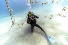 (AP Photo/David J. Phillip) Diver Everton Simpson untangles lines of staghorn coral at a coral nursery inside the White River Fish Sanctuary on Monday, Feb. 11, 2019, in Ocho Rios, Jamaica. On the ocean floor, small coral fragments dangle from suspended ropes, like socks hung on a laundry line. Divers tend to this underwater nursery as gardeners mind a flower bed, slowly and painstakingly plucking off snails and fireworms that feast on immature coral. 