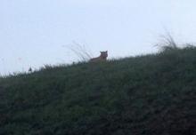 This photo provided by the town council of Montevrain, east of Paris, Thursday, Nov.13, 2014 shows what is described as a tiger. French authorities say a young tiger is on the loose near Disneyland Paris, one of Europe's top tourist destinations, and have urged residents in three towns to stay indoors. (AP Photo/Ville de Montevrain) 