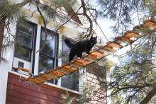 In this April 17, 2013 photo, Gus, walks across the catwalk near Durango Colo. A dispute over a catwalk is leaving two pet cats out on a limb while its owners battle their homeowners group. Two apartment renters built a 13-foot catwalk to a nearby tree that allows their two cats to go outside their second floor abode whenever they want. A ladder was added to let them climb down on their own. (AP Photo/The Durango Herald, Jerry McBride) 