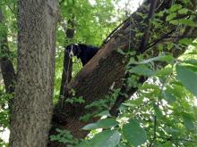 This Aug. 11, 2013, photo provided by Ron Stevenson shows Laddy, a border collie, who was found Sunday stuck up in a tree two blocks from his Davenport home, Iowa. Cynthia Weeks, his owner, said she believes Laddy escaped Friday from an invisible electronic fencing system thanks to a non-working battery in his collar. She said his love for squirrels and chasing things probably led him up the tree. Despite a few abrasions on the pads of his feet, he's otherwise fine. (AP Photo/Ron Stevenson)