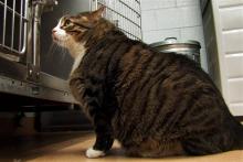 Biscuit, a 37-pound cat, looks at his cage in the shelter in St. Charles, Mo. At more than two-and-a-half times the size of a normal cat, the shelter says the the morbidly obese feline has been put on a diet, but he needs an owner who will closely monitor what he eats. (AP Photo/St. Charles Animal Control via St. Louis Post Dispatch)