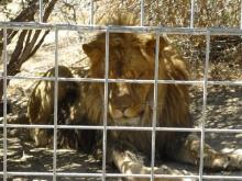 This 2012 photo provided by KFSN-TV shows a 4-year-old male African lion named Couscous at Cat Haven, a private wild animal park in Dunlap, Calif. Authorities say the lion killed a female intern-volunteer on Wednesday, March 6, 2013, at Cat Haven, where the cat had been raised since it was a cub. The intern was attacked and fatally injured after getting into an enclosure with the lion, the Fresno County sheriff's department said.
