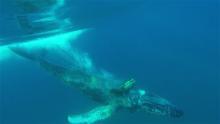 This Friday, Nov. 20, 2015 photo provided by DolphinSafari.com shows an entangled whale in the Pacific Ocean off Dana Point, Calif., in Orange County. Dave Anderson, owner of Capt. Dave’s Dolphin & Whale Safari, said Saturday, Nov. 21, that one of his boats carrying tourists spotted the distressed whale late Friday. (Craig DeWitt/DolphinSafari.com via AP) 