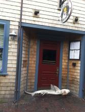 In this photo provided by pub manager Jimmy Agnew, a dead shark lies at the entrance of the Sea Dog Brew Pub Thursday morning, Aug. 1, 2013 in Nantucket, Mass. It was not known how the shark arrived at the door of the pub. It was removed by the town's department of public works. (AP Photo/Jimmy Agnew)