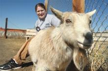 This April 3, 2013 photo shows Butte-Silver Bow Animal Shelter supervisor Jacki Casagranda with "Shirley" a pygmy goat in Butte, Mont. The goat was picked up at a local bar by the animal warden last weekend. Fairmont Hot Springs Resort general manager Steve Luebeck says staffers knew the goat was missing but didn't realize it had been stolen. Shirley was returned to the resort's petting zoo. (AP Photo/The Montana Standard, Walter Hinick)