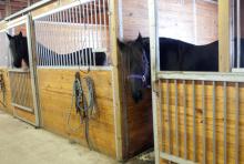 Mariska, right, a Friesian horse that belongs to Sandy Bonem of Larkin Township, Mich. in Midland County, starts to exit her stall after opening the door. (AP Photo/The Saginaw News, Jeff Schrier)