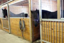 Mariska, right, a Friesian horse that belongs to Sandy Bonem of Larkin Township, Mich. in Midland County, starts to exit her stall after opening the door. (AP Photo/The Saginaw News, Jeff Schrier)