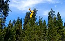 This undated photo provided by the Valley County Sheriff's Office shows a small plane where it came to rest at the top of a tree near the resort town of McCall, Idaho. Pilot John Gregory was not hurt in the crash Monday night, April 22, 2019, which happened when his single-engine Piper Cub PA-18 lost power and a wing strut became entangled in the the top of a 60-foot (18-meter) tree as he was trying to crash-land in a field, officials said. Gregory was rescued from his perch atop the giant white fir by volu